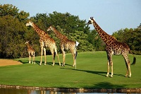Leopard Creek golf