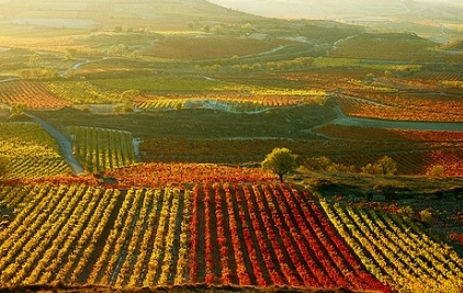 Migliori Vini al Mondo